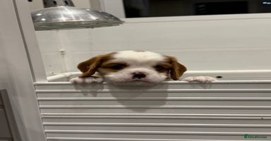 Cavalier King Charles Spaniel dogs Cavalier King Charles Spaniel puppies - Advert 9