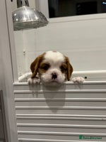 Cavalier King Charles Spaniel dogs Cavalier King Charles Spaniel puppies - Advert 9