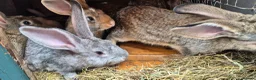 New Zealand rabbits for sale: Beautiful New Zealand bunny's  in Rotherham - Advert 6