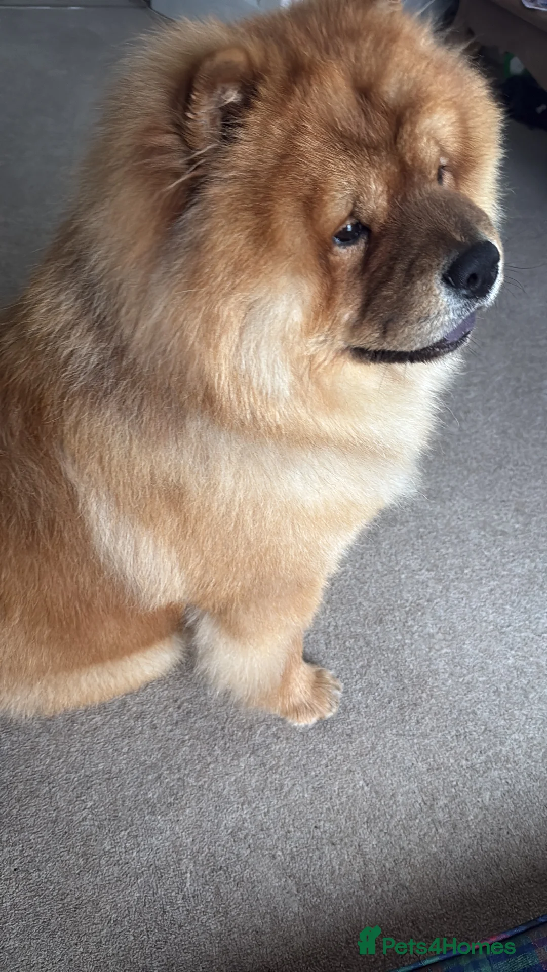 Chow Chow dogs for stud: Leo for stud in Aylesbury - Advert 2