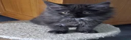 Maine Coon cats for sale: Pure Maine Coon Kittens - Advert 5