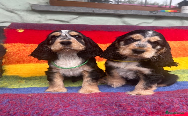 Cocker Spaniel dogs - Advert 3