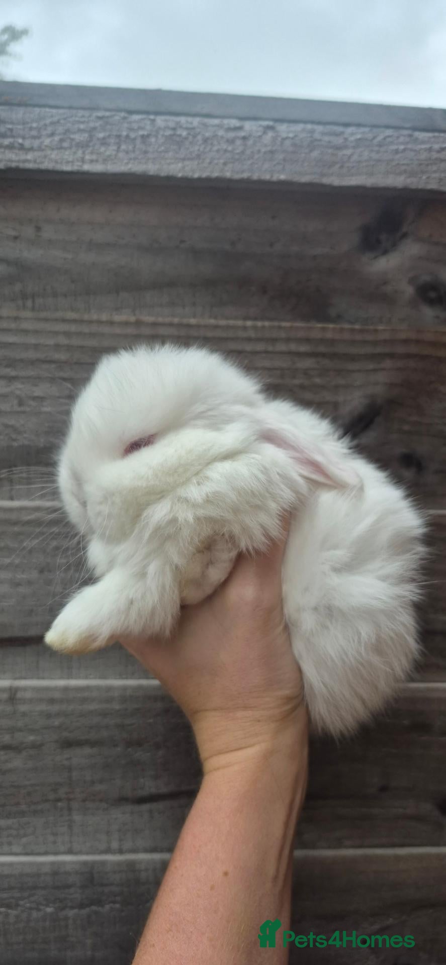 Mini Lop rabbits Gorgeous Mini Lop bunny available - Advert 14
