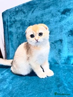 Scottish Fold cats - Advert 3