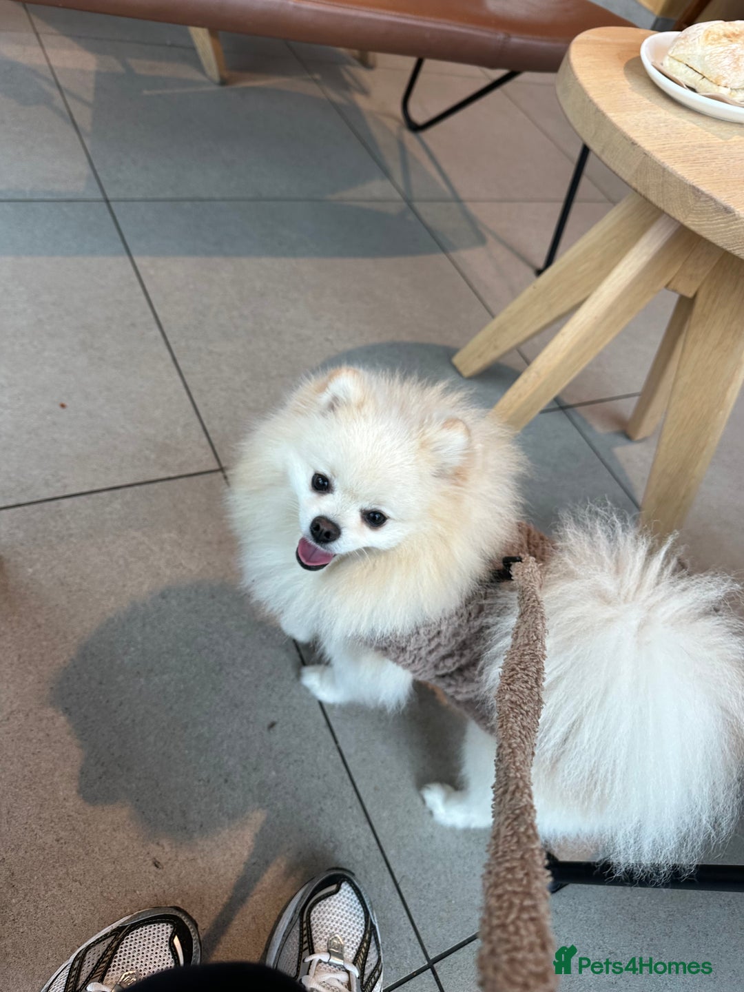 Pomeranian dogs for stud: ✨ Premium Pomeranian Stud Available – Elvis ✨ - Advert 4