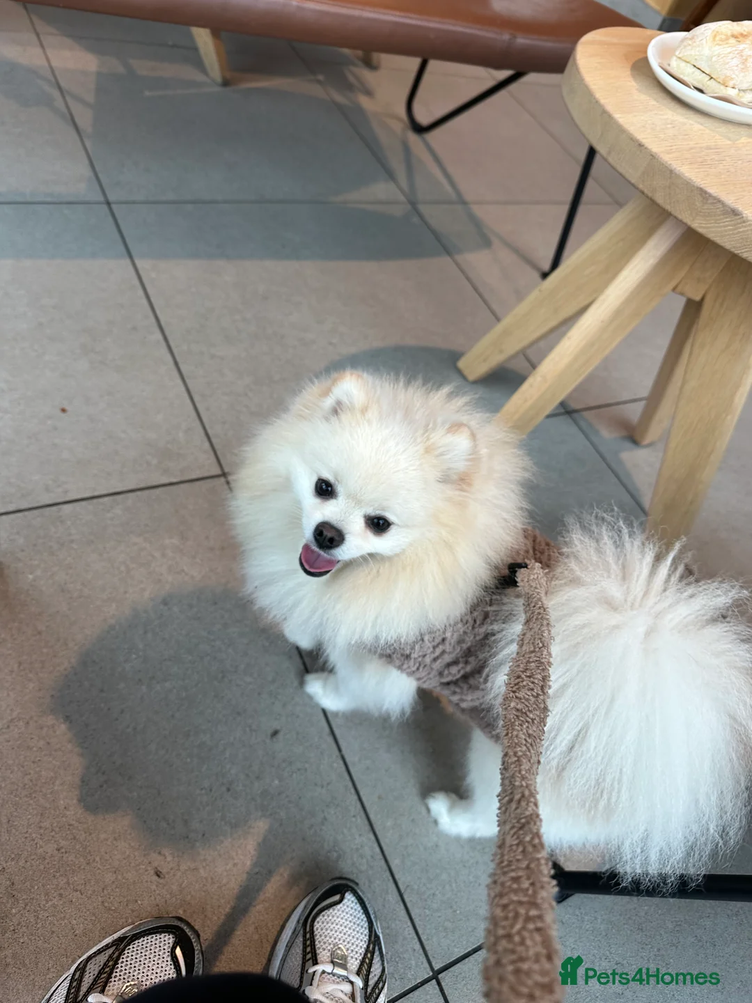 Pomeranian dogs for stud: ✨ Premium Pomeranian Stud Available – Elvis ✨ - Advert 4