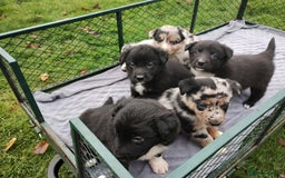 Border Collie dogs for sale: Border Collie Puppies Top Quality! - Image 10