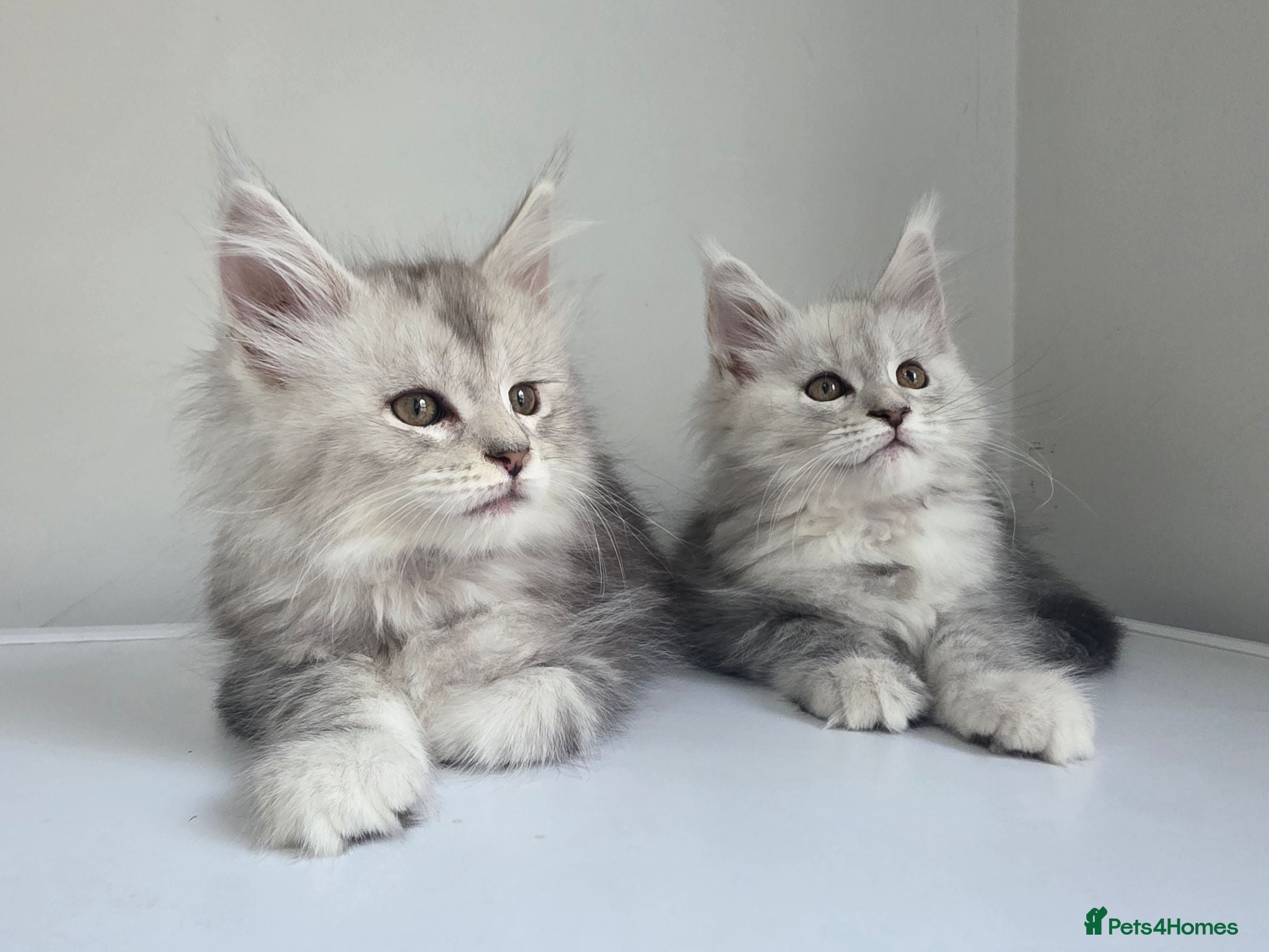 Maine Coon cats 🐾 Maine Coon Kittens Looking for Loving Homes 🐾 - Advert 2