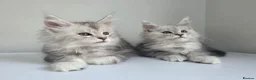 Maine Coon cats for sale: 🐾 Maine Coon Kittens Looking for Loving Homes 🐾 - Advert 2