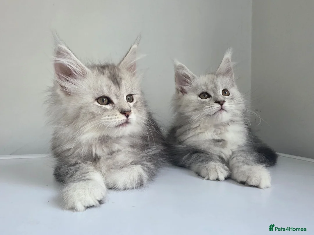 Maine Coon cats for sale: 🐾 Maine Coon Kittens Looking for Loving Homes 🐾 - Advert 2