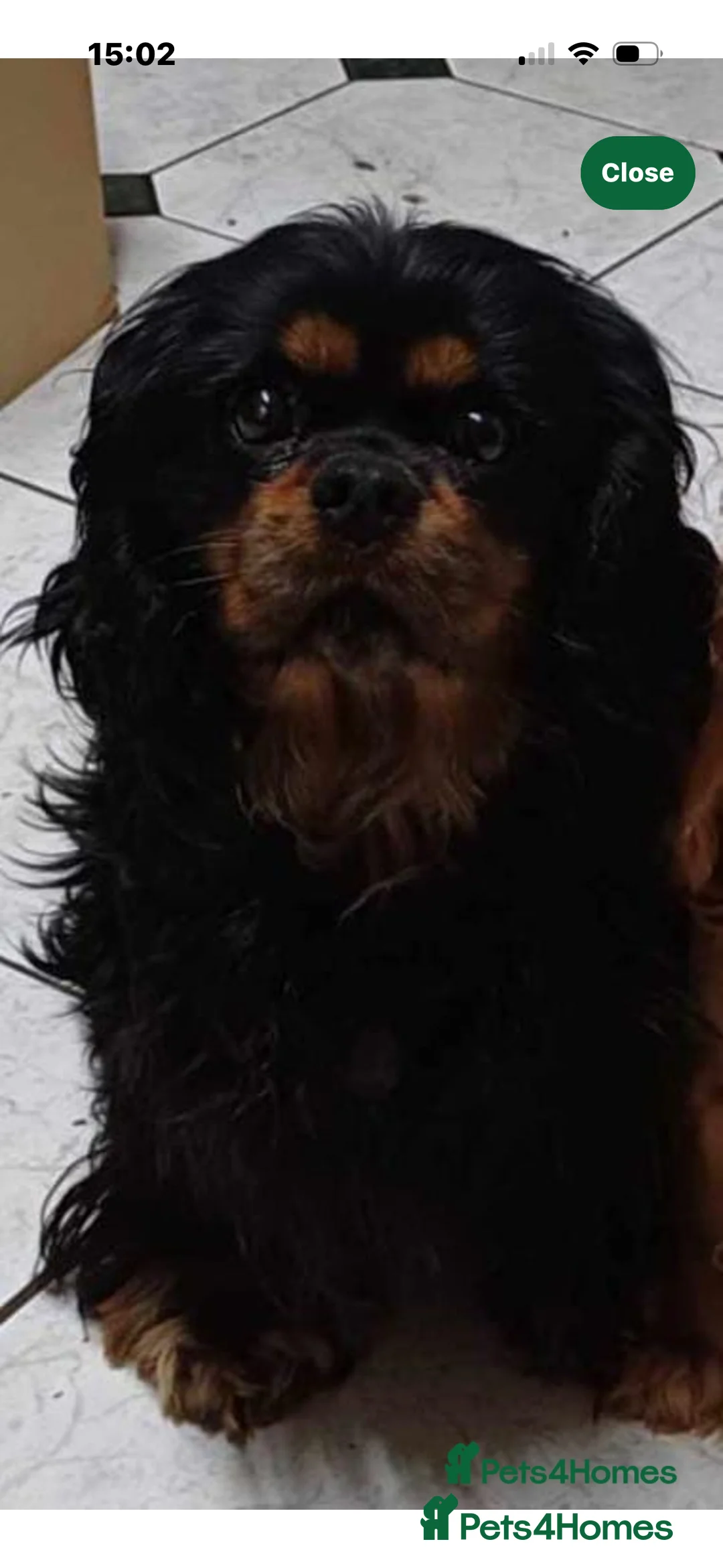 Cavalier King Charles Spaniel dogs for sale: Gorgeous KC Puppies Available  - Advert 8