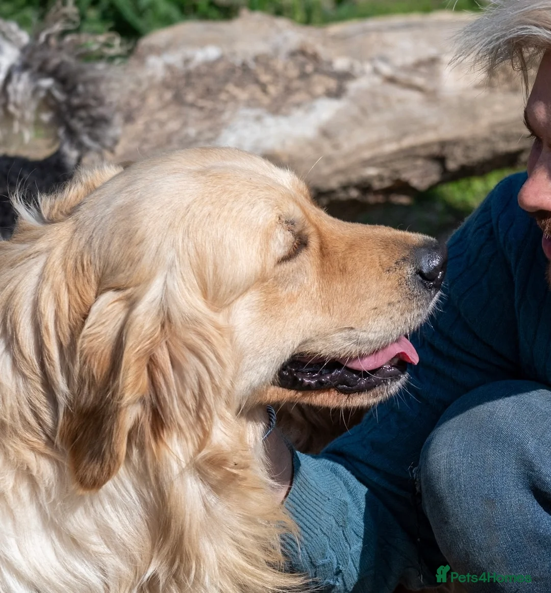Golden Retriever dogs for stud: Exceptional KC & Tested Golden Retriever For Stud  in Bury Saint Edmunds - Advert 7
