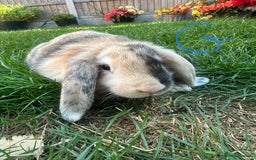 Mini Lop rabbits for sale: Mini Lop Rabbits For Sale  - Image 31