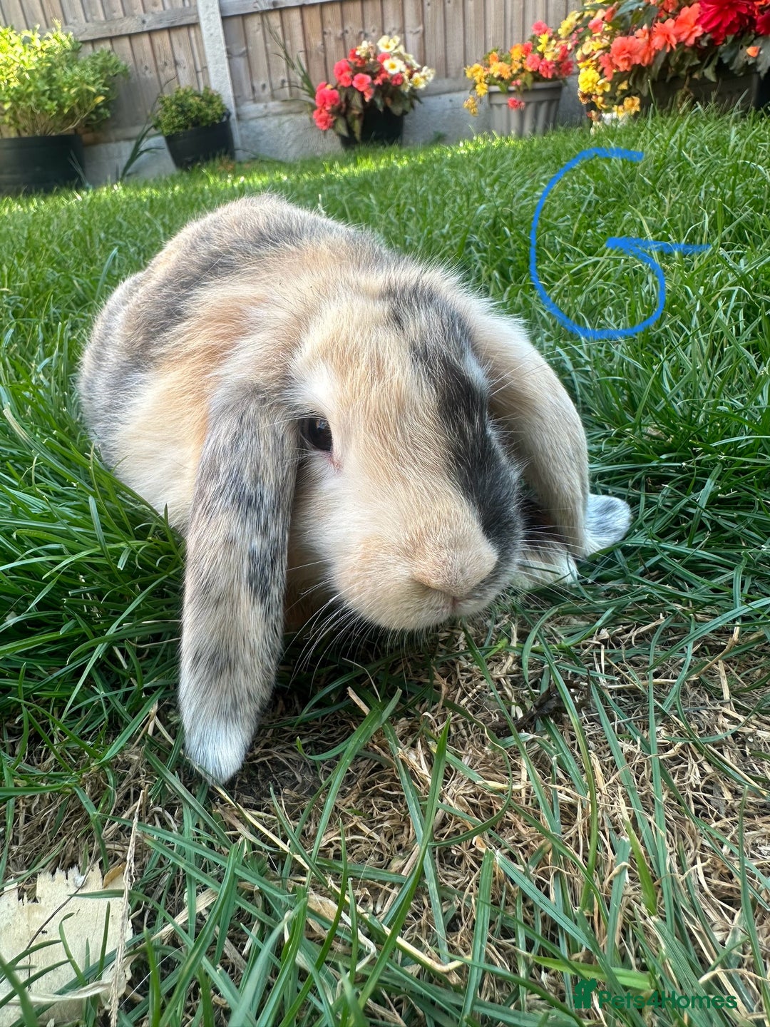 Mini Lop rabbits for sale: Mini Lop Rabbits For Sale  - Image 31