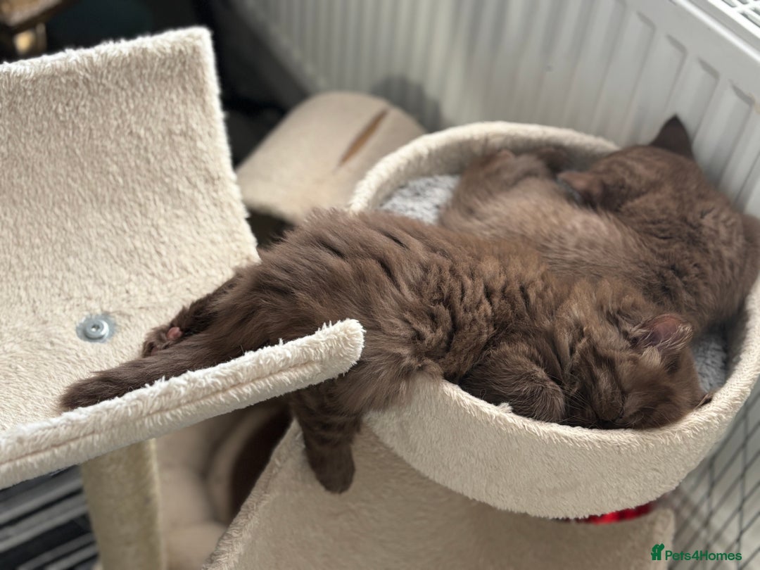 British Longhair cats for sale: Longhair chocolate male - Advert 3