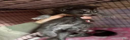 Maine Coon cats for sale: Stunning Maine coon kittens  - Advert 28