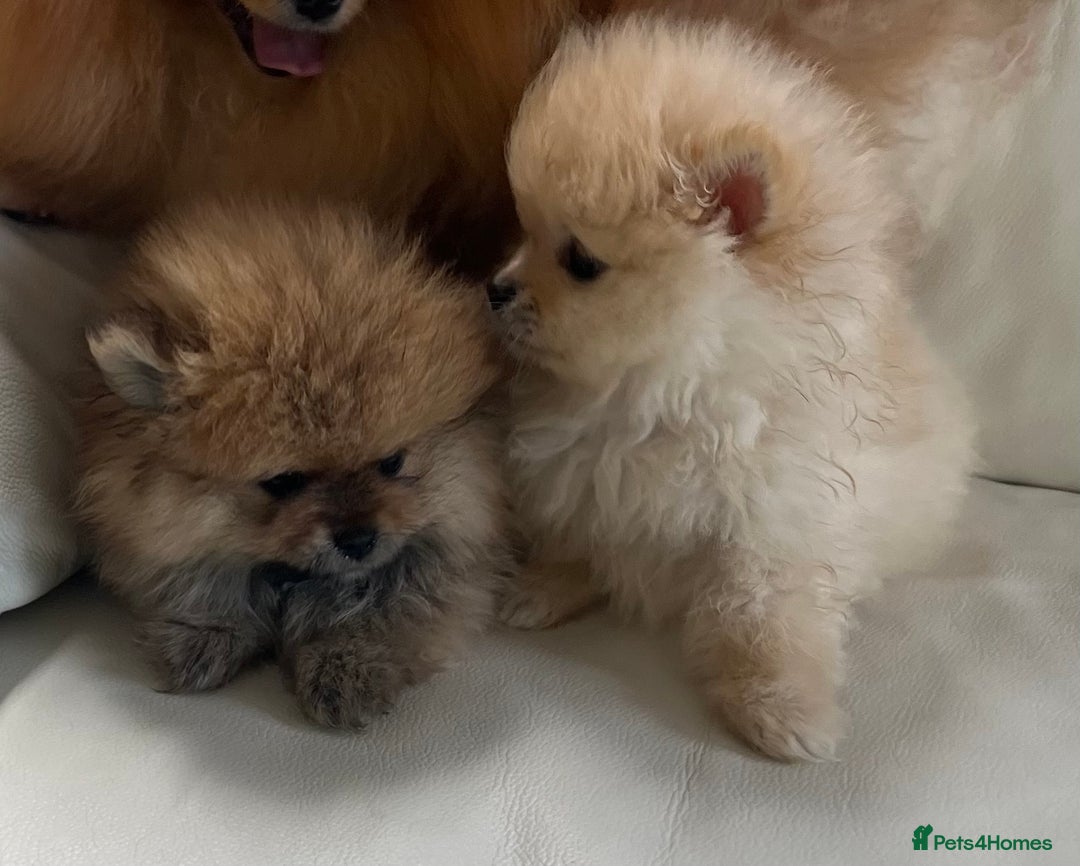 Pomeranian dogs for sale: Pomeranian  puppies  - Image 22