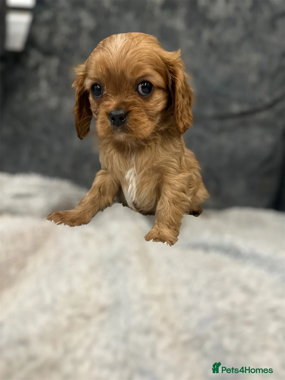 Cavalier King Charles Spaniel dogs for sale: **KC REGISTERED DNA CLEAR 🧬 CAVALIER PUPPIES** - Advert 4