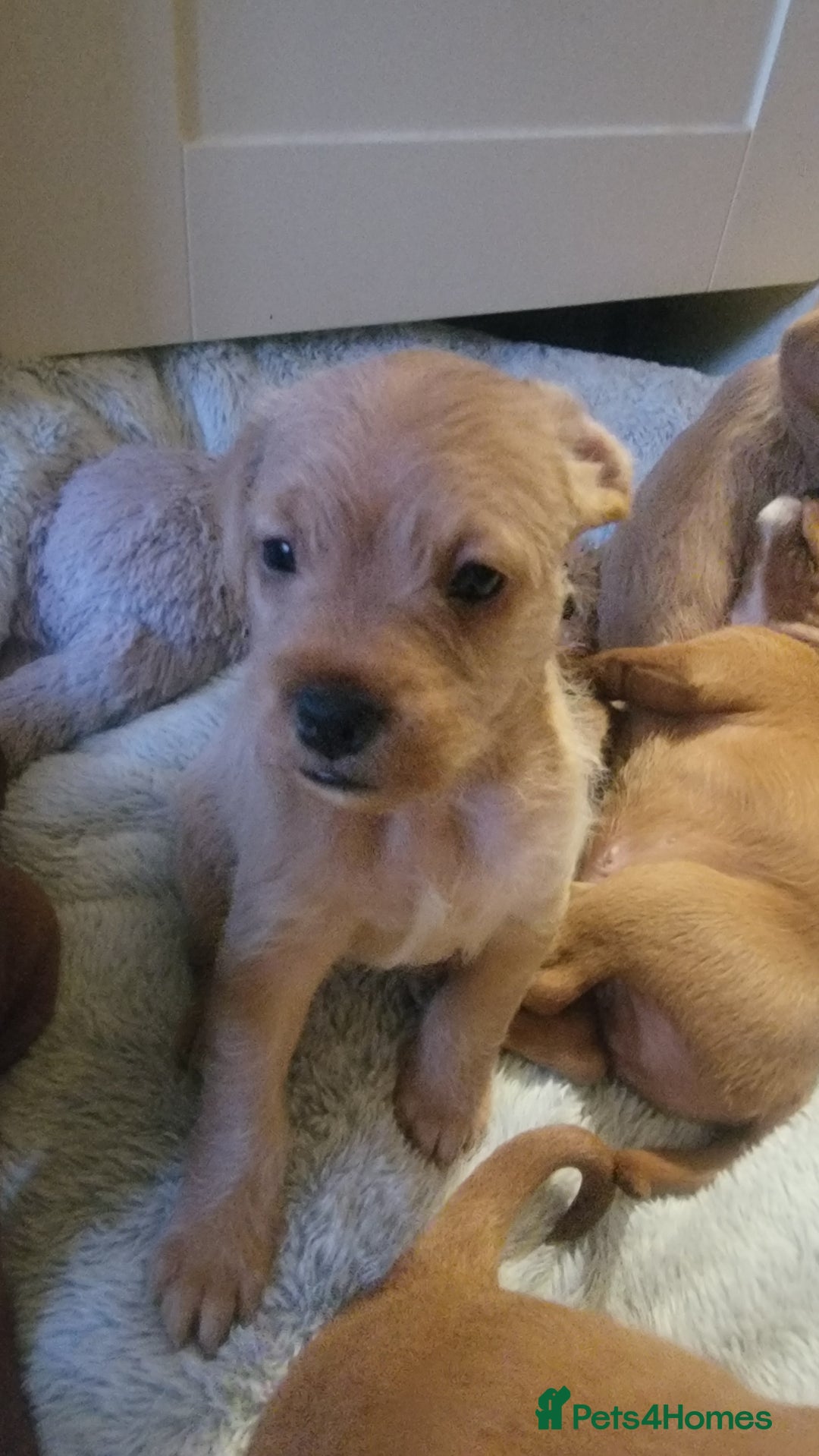 Mixed Breed dogs for sale: Frenchie x cockerpoo pups - Image 9