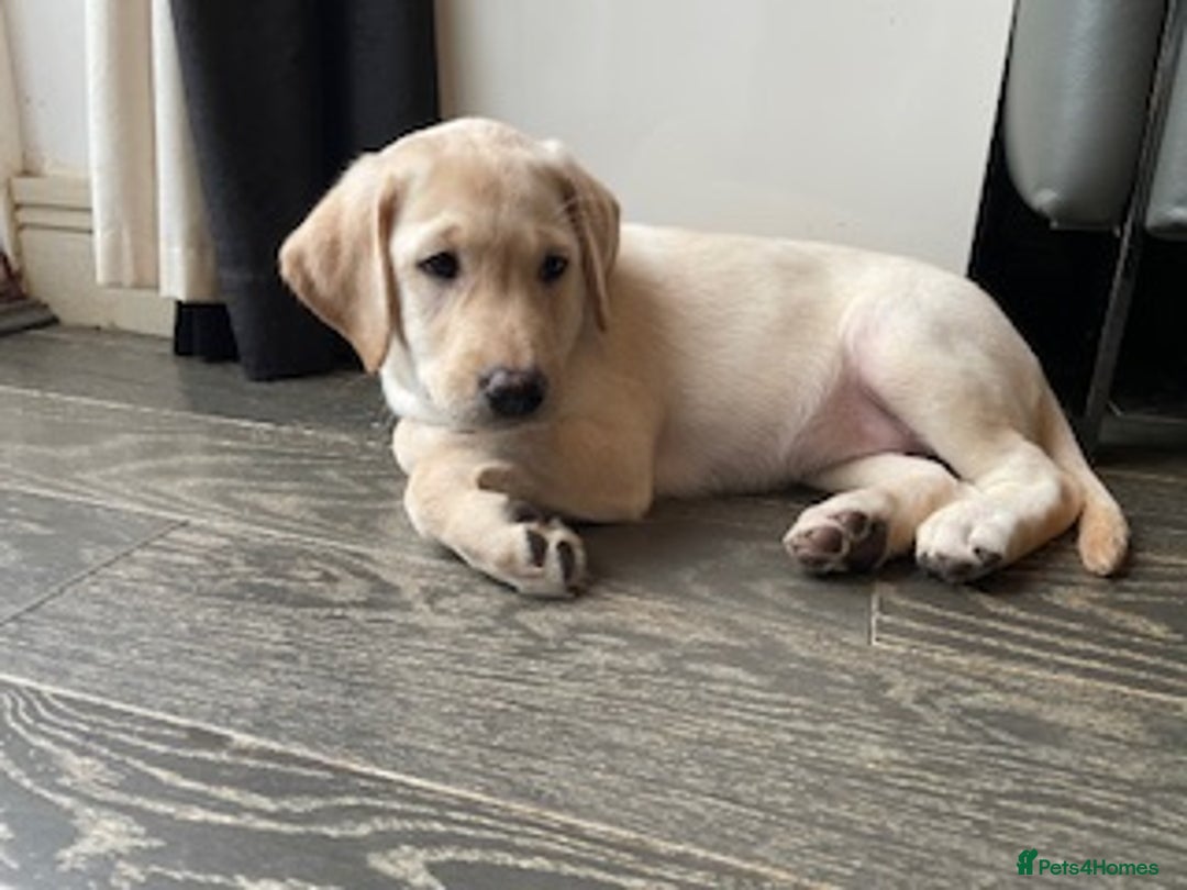 Labrador Retriever dogs for sale: Gorgeous Labrador puppy - Image 2