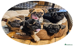 Frug dogs for sale: Frug puppies - Image 10