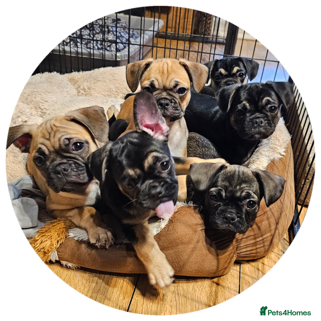 Frug dogs for sale: Frug puppies - Image 10
