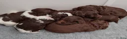 Cockapoo dogs for sale: F2 beautiful cockapoo puppies  in Leamington Spa - Advert 5