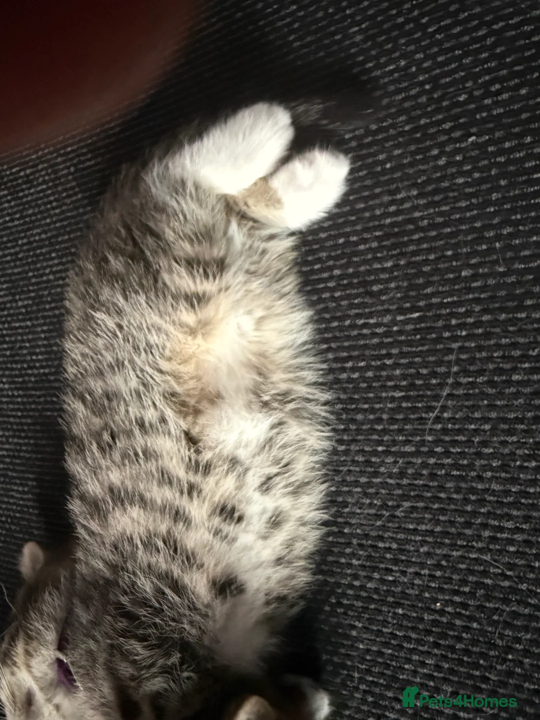 British Shorthair cats for sale: UNIQUE BRITISH SHORT HAIRS  - Advert 35