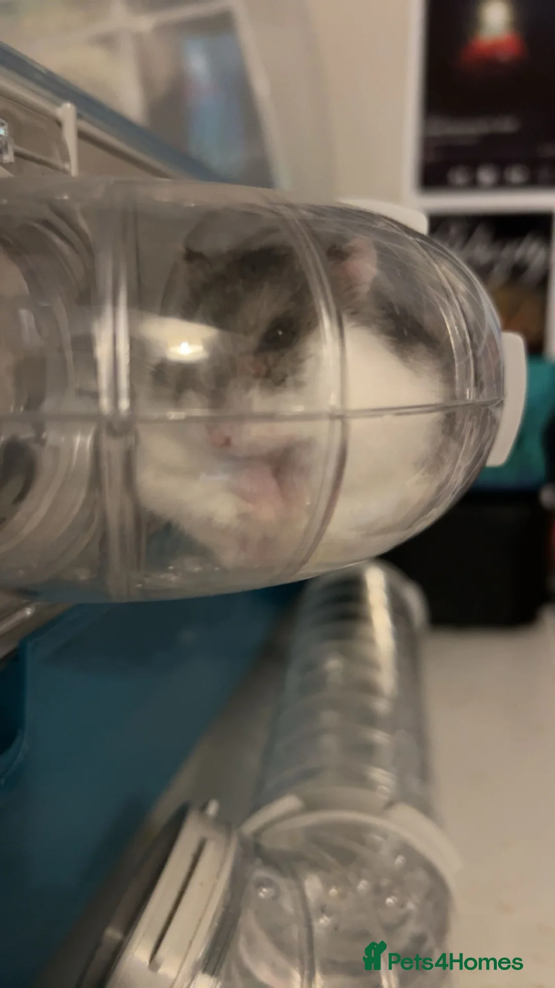 Hamster rodents for sale: Sweet dwarf hamster for sale  - Advert 2