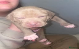American Bully dogs for sale: Stunning bully pups  - Image 3