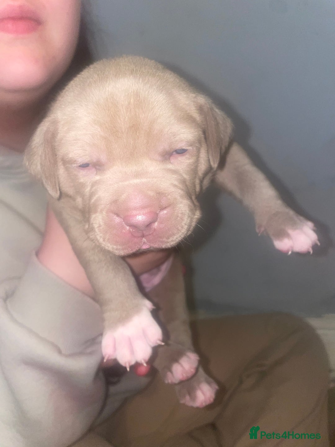 American Bully dogs for sale: Stunning bully pups  - Image 3