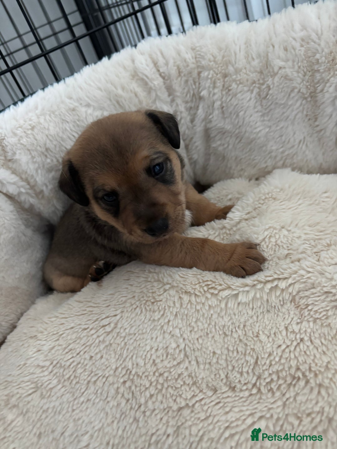Jack Russell dogs for sale: 2x trio girls available  - Image 3