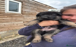 German Shepherd dogs for sale: German shepherd puppies  - Image 14