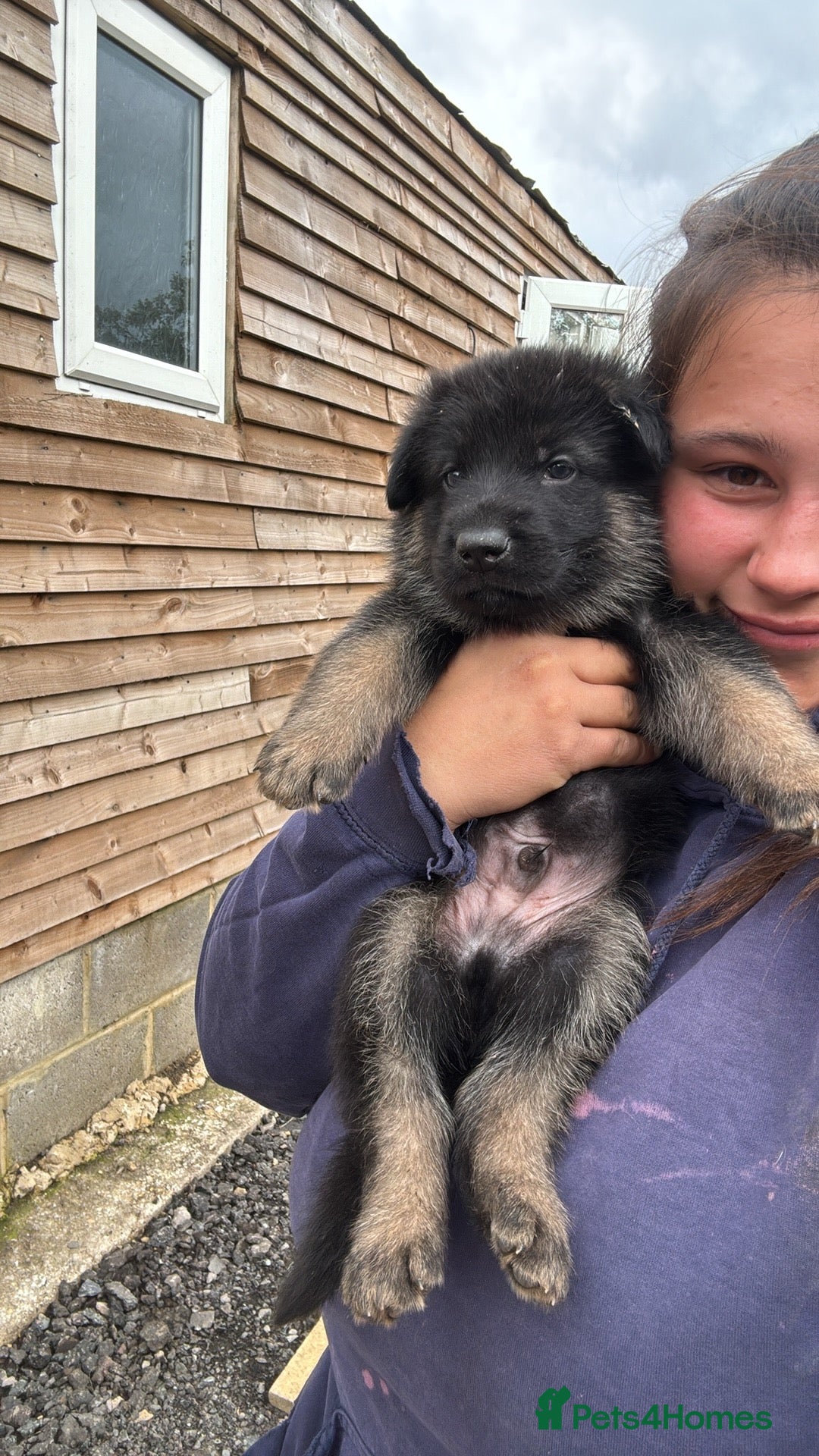 German Shepherd dogs for sale: German shepherd puppies  - Image 14