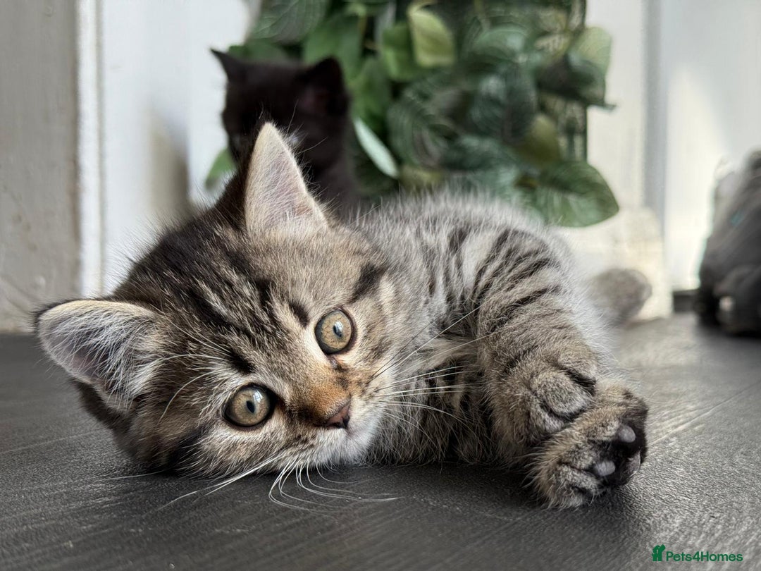 Persian cats for sale: 3 Stunning Female Kittens for Sale  - Image 22