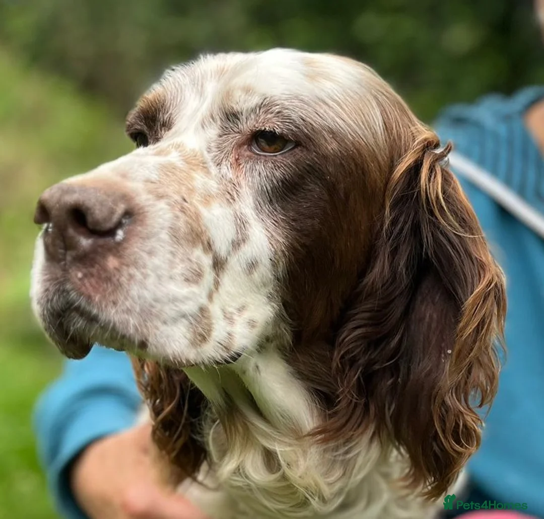 English Setter dogs for adoption: Kemon in Alfreton - Advert 1