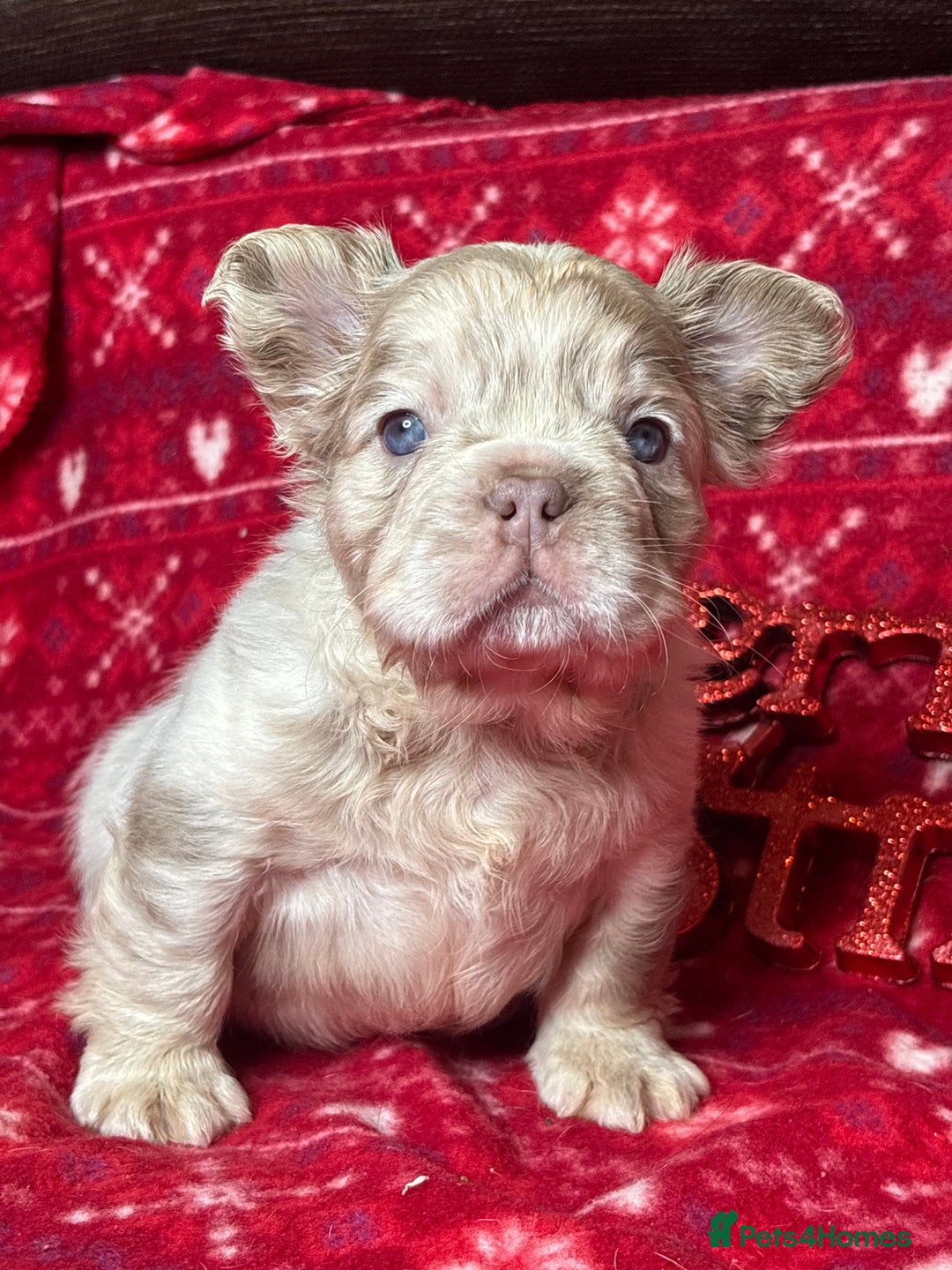 French Bulldog dogs for sale: Unique French bulldog pups  - Advert 2