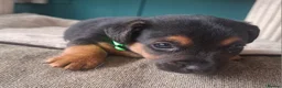 Jack Russell dogs for sale: Jack Russell pups - Advert 7