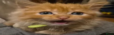 Ragcoon 4