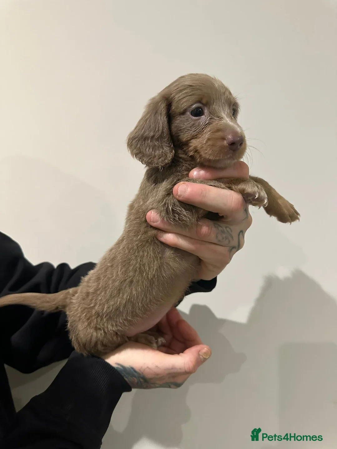 Miniature Dachshund dogs for sale: Mini dachshunds - Advert 21