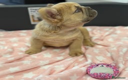 French Bulldog dogs for sale: Visual fluffy French bulldog puppies! - Image 6