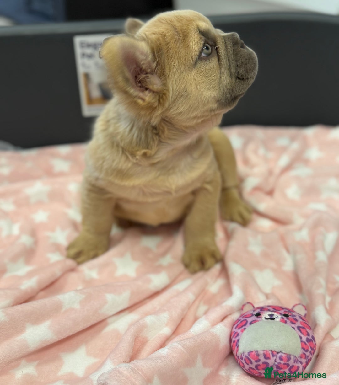 French Bulldog dogs for sale: Visual fluffy French bulldog puppies! - Image 6