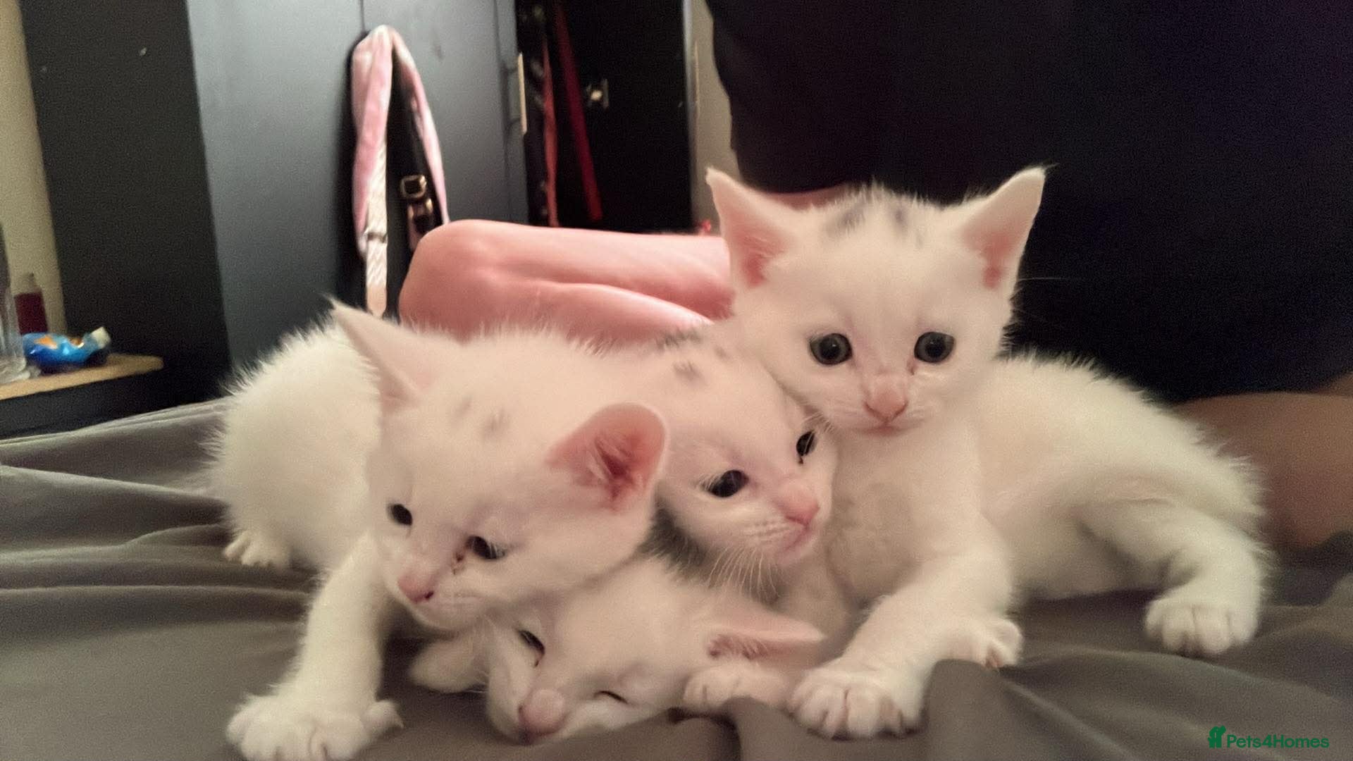 Turkish Angora cats Turkish Angora Kittens For Sale - Advert 2