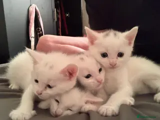 Turkish Angora cats Turkish Angora Kittens For Sale - Advert 1