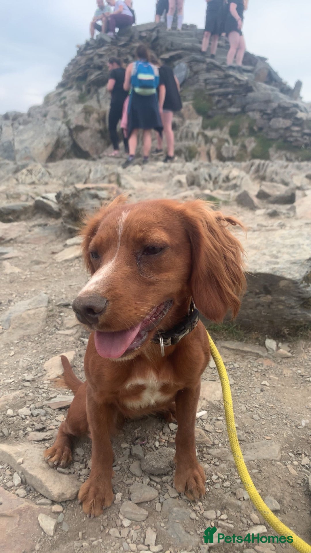 Cocker Spaniel dogs for sale: Cocker Spaniel   - Advert 2