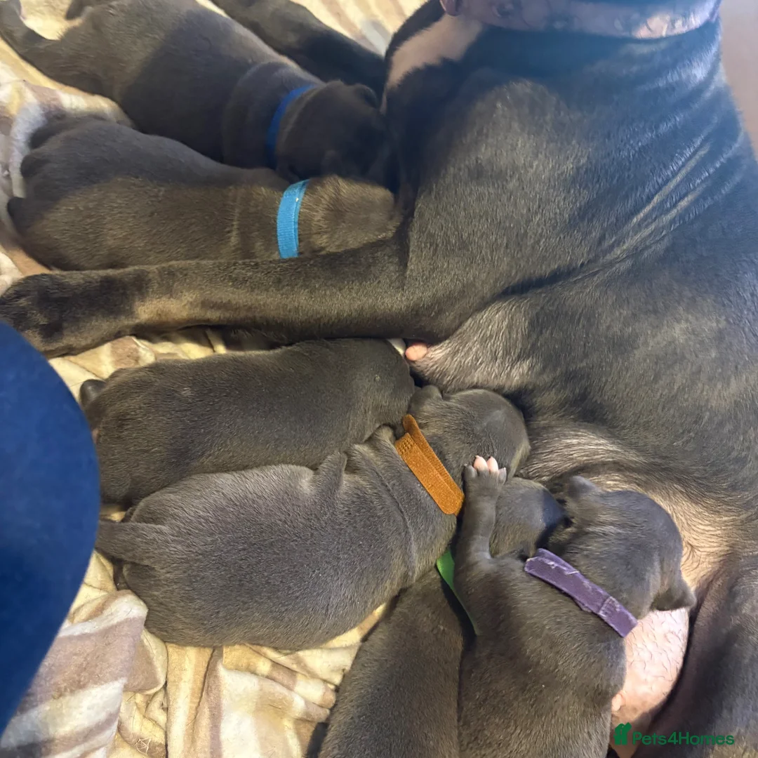 Staffordshire Bull Terrier dogs for sale: Blue staffy pups  - Advert 2