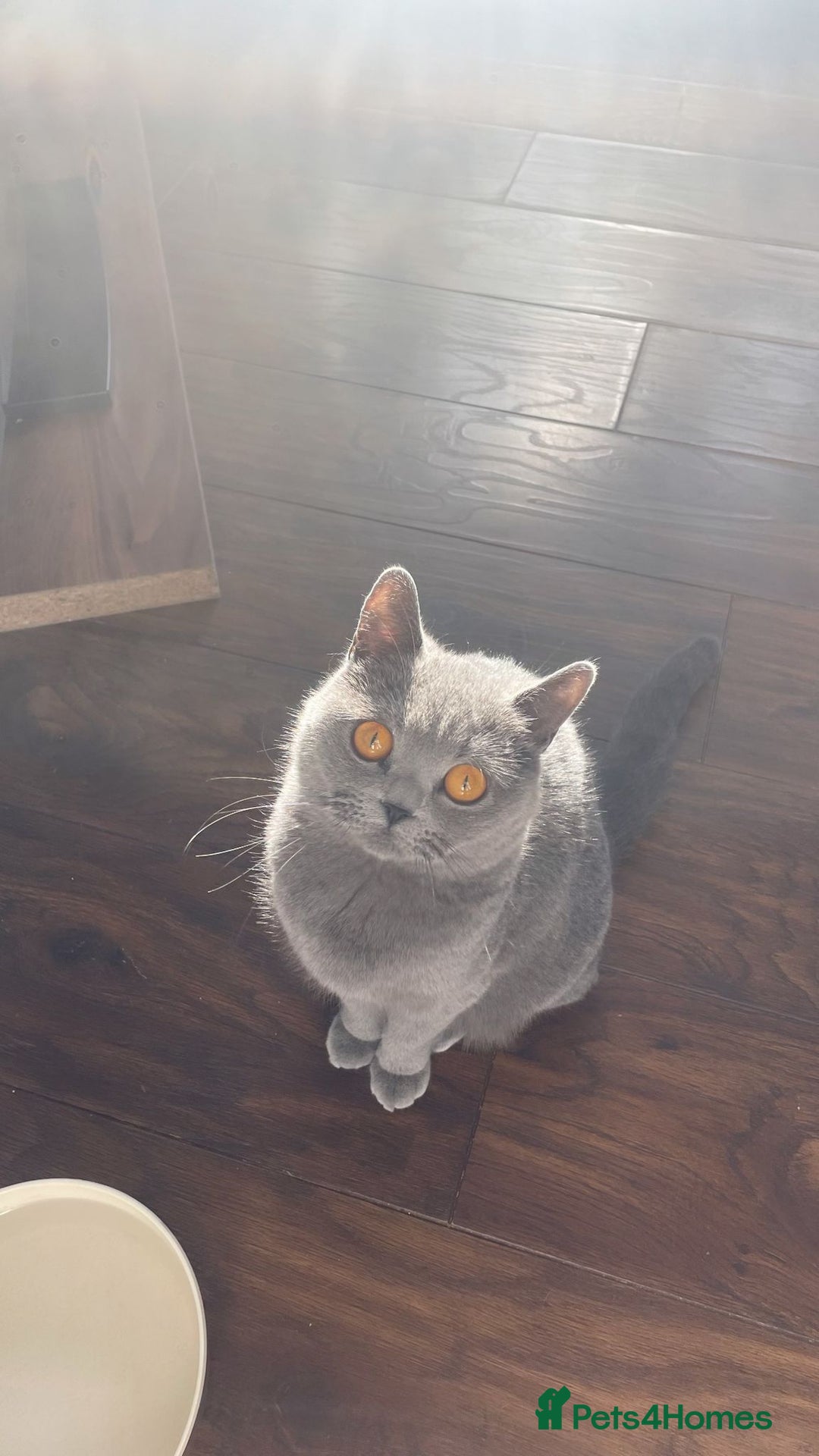 British Shorthair cats for sale: Stunning British short hair kittens  - Image 14