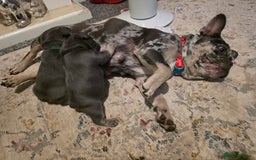 French Bulldog dogs for sale: Frenchie Puppies - Image 16