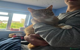 Domestic Shorthair cats for sale: Beautiful kittens. - Image 2