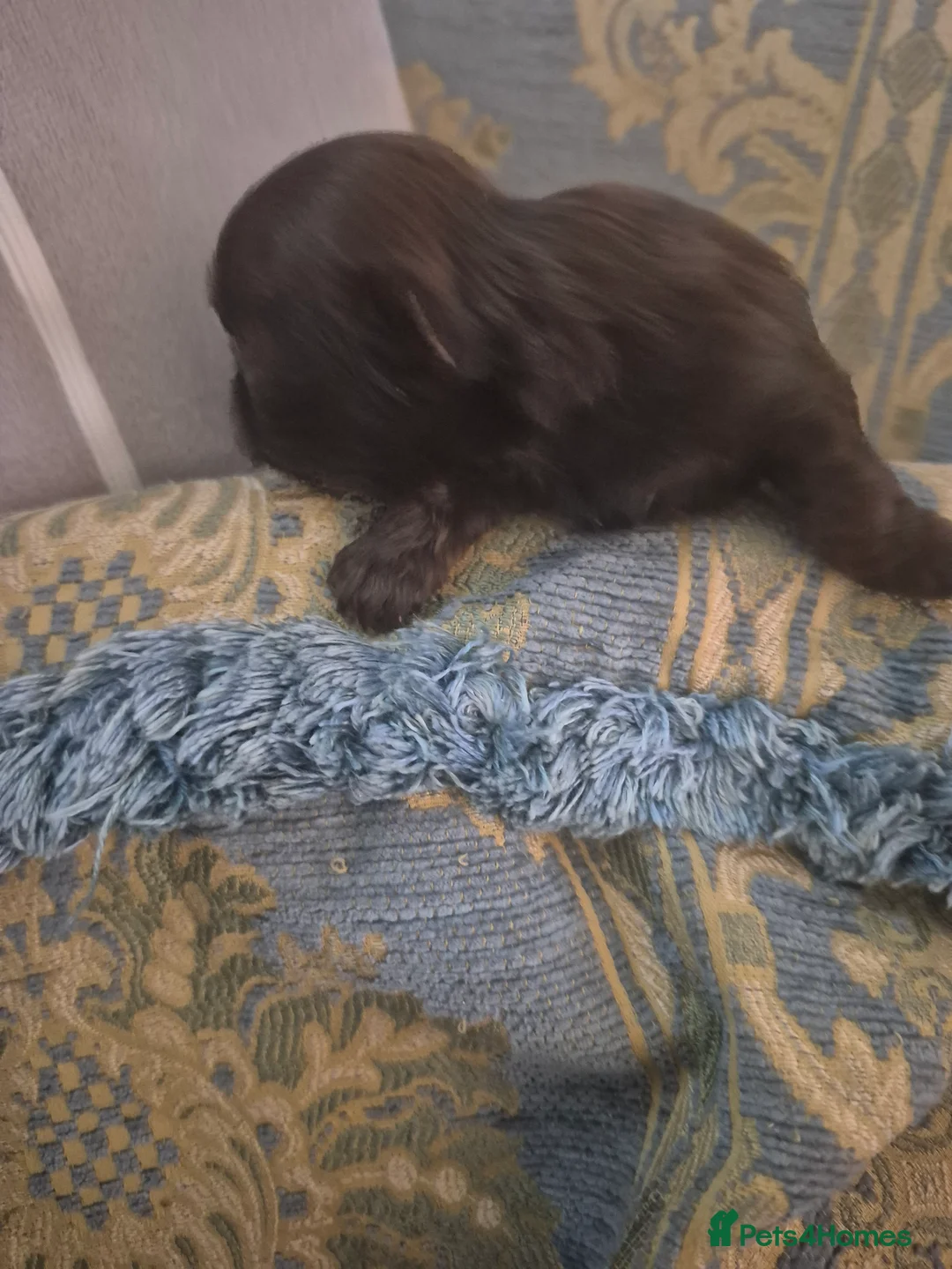 Shih Tzu dogs for sale: Shirebrook tzu pup - Advert 2